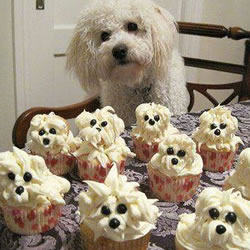 cupcakes-250h